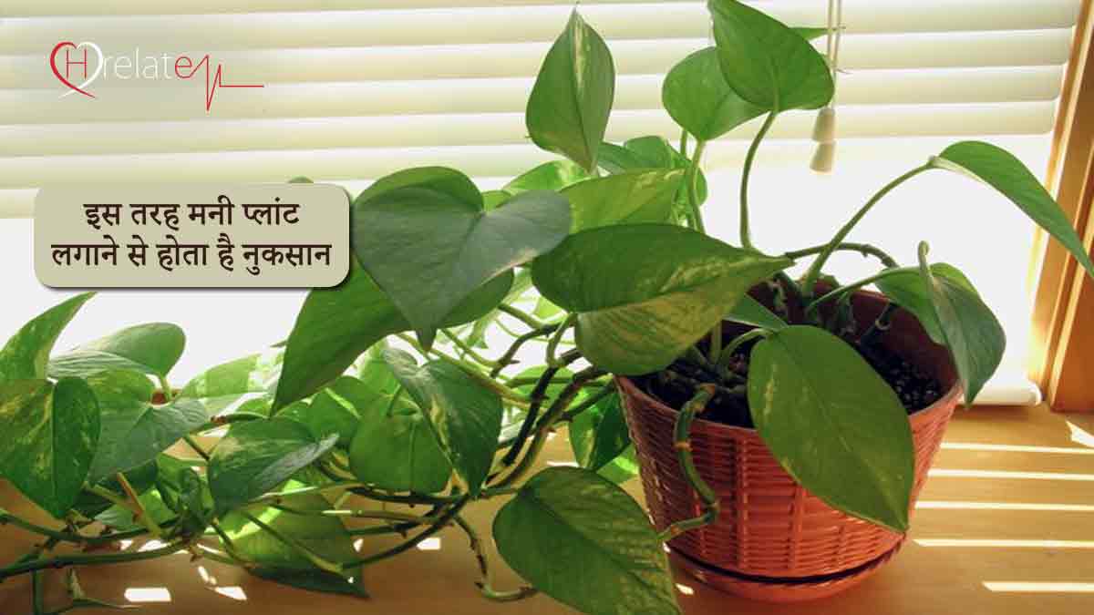 Vastu Tips for Money Plant