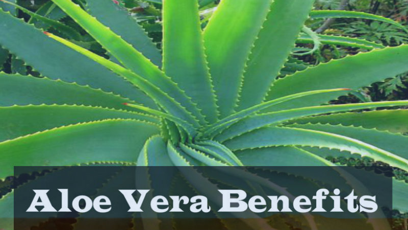 Aloe-Vera-Benefits