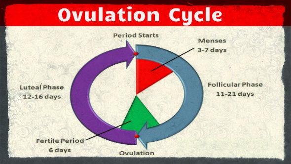 Female Ovulation Cycle