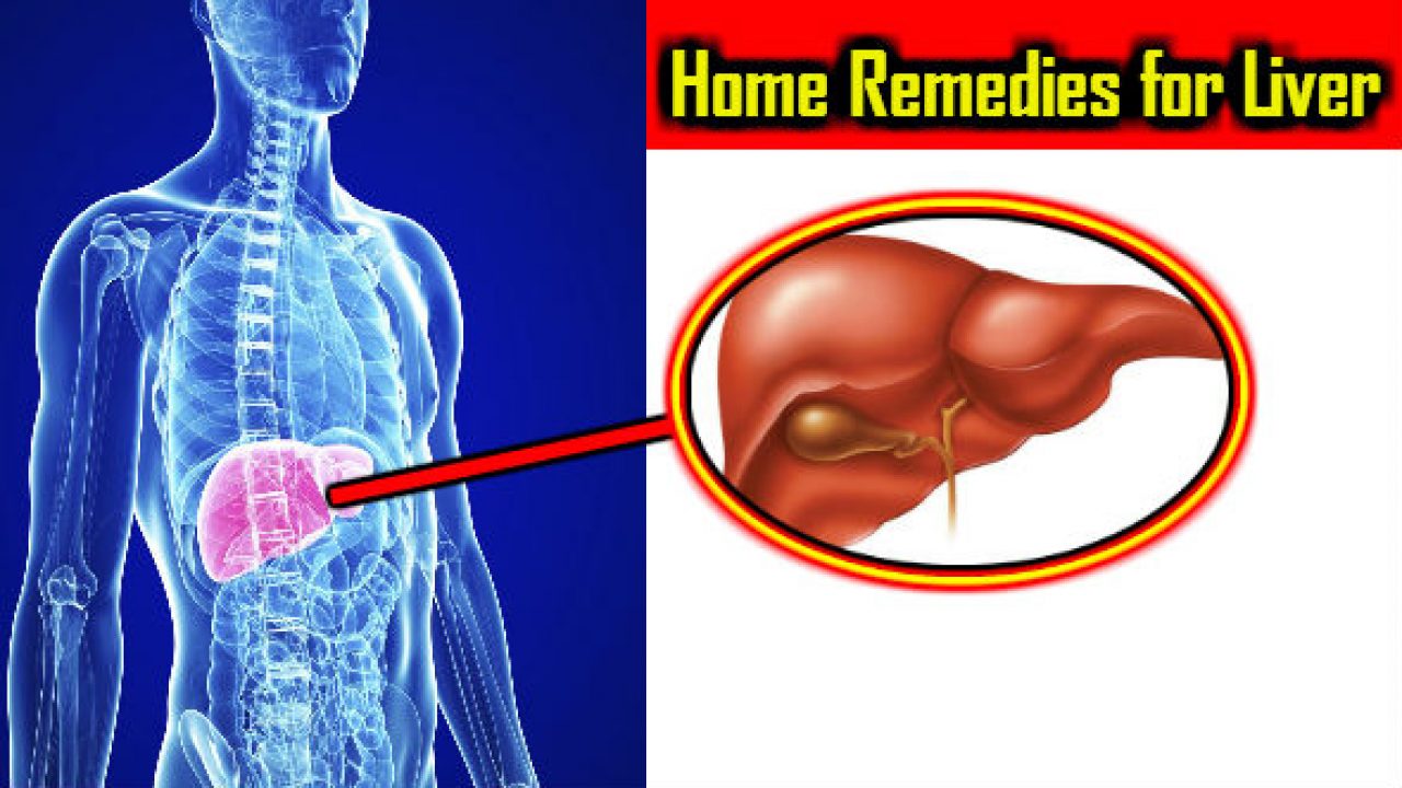 Liver Ka Diagram In Hindi Liver Wikipedia Translate english word