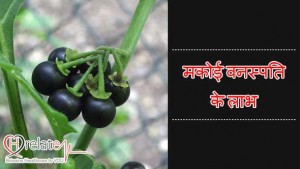 Yakrat aur Hriday Rogo se Mukti Dilaye Solanum Nigrum in Hindi