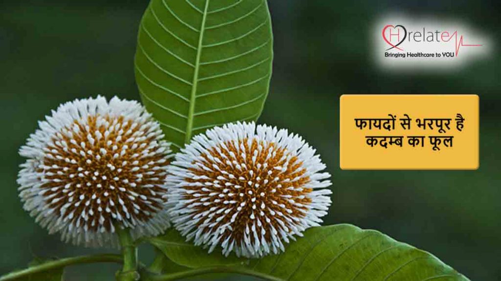 Kadam Tree Benefits औषधीय गुणों से भरपूर होता है कदम्ब का वृक्ष और फूल