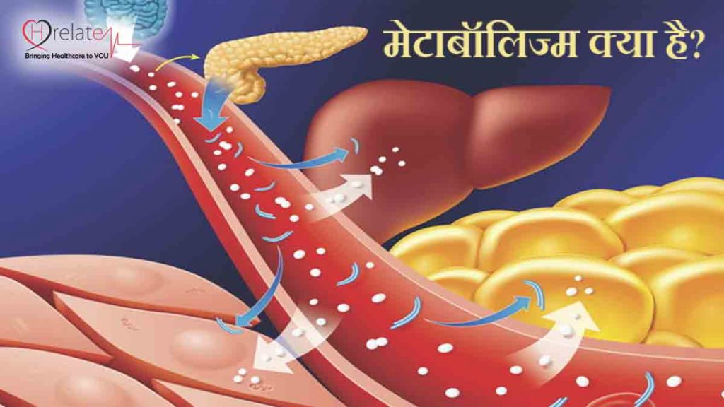 What Is Metabolism In Hindi मेटाबॉलिज्म क्या होता है और यह कैसे कार्य